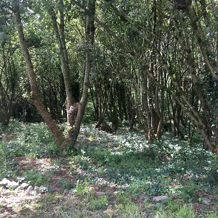 The Little Sanctuary * Ennistimon